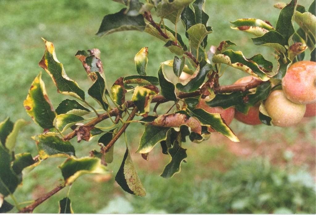 На груше чернеют листья – чем лечить и обрабатывать дерево