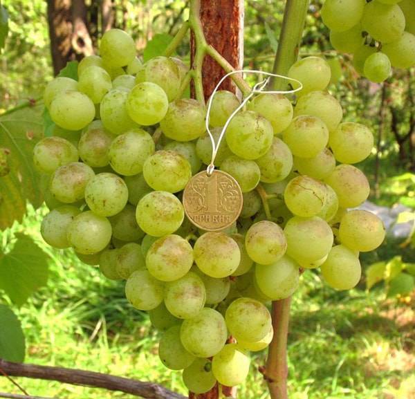 Описание сорта винограда восторг, сравнение белого, красного и розового сортов