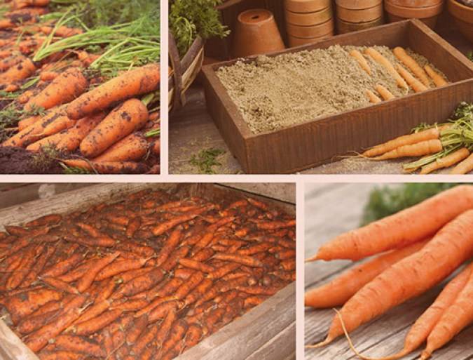 Вяленая морковь на зиму. как засушить в духовке, сохранив все витамины, рецепт с фото