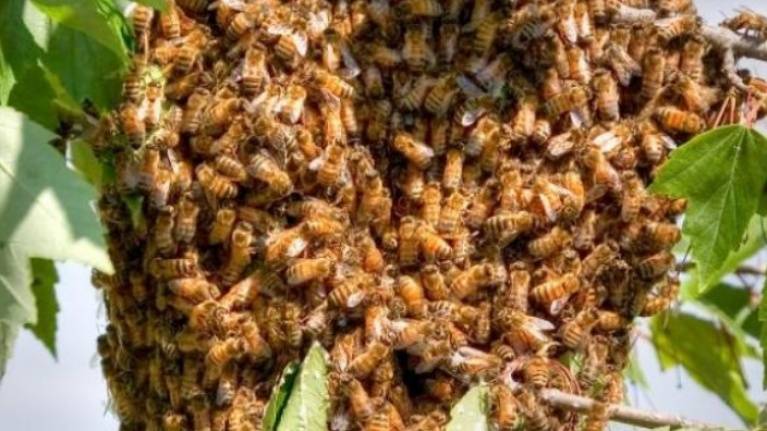Как сделать ловушку для пчел своими руками?