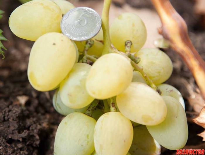 Виноград монарх: характеристика и описание сорта, выращивание, уход и отзывы
