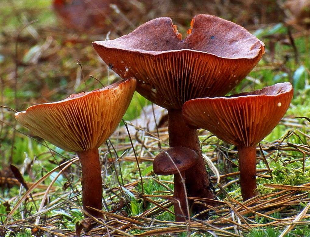 Горькушка - фото и описание гриба, где растет