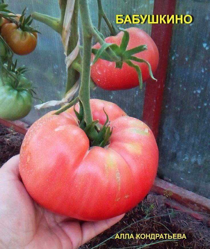Томат бабушкино лукошко: характеристика и описание сорта, отзывы об урожайности тех кто сажал семена помидоров, фото и видео