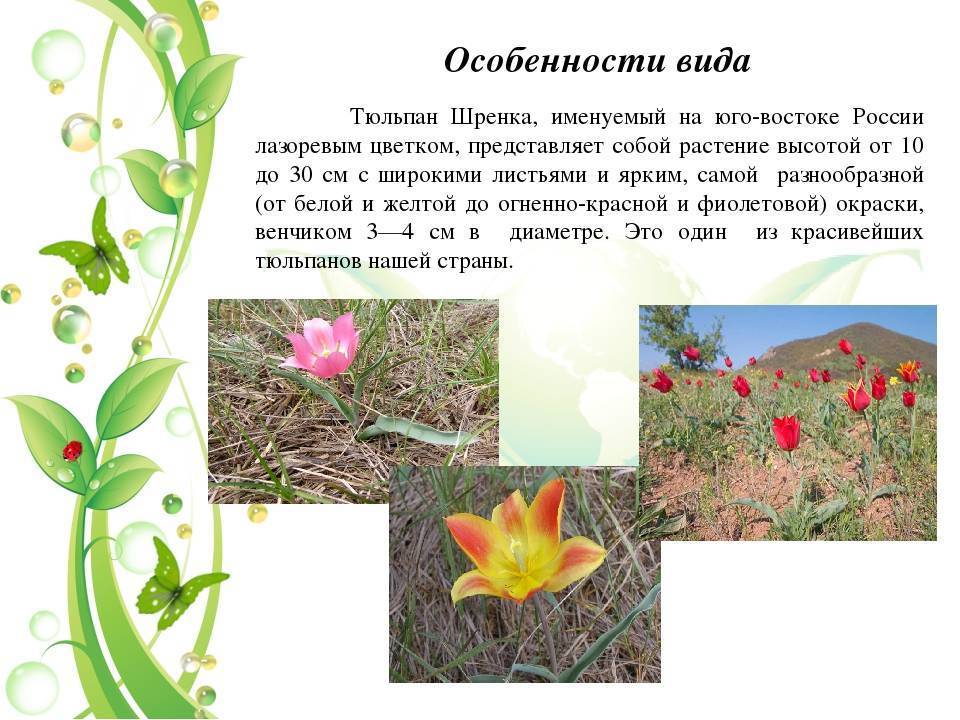 Тюльпан шренка — описание вида, размножение и места произрастания