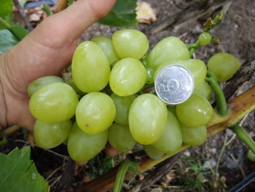 Виноград белое чудо: описание сорта и его фото, особенности выращивания и характеристики