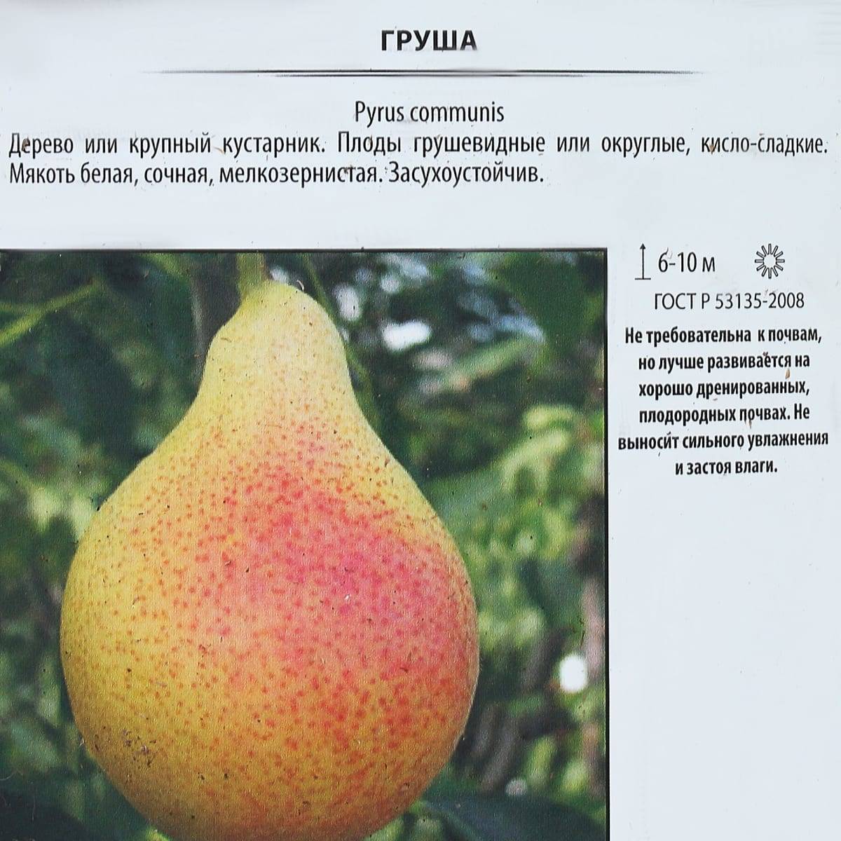 Сорта груш с фото и описанием для тамбовской области