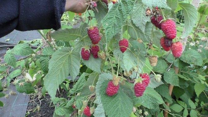 Малина рубиновое ожерелье - отзывы о сорте, описание, фото