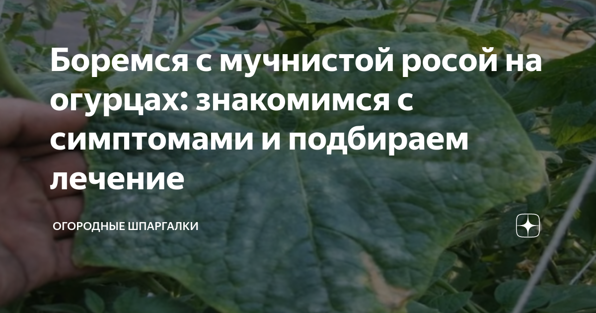Мучнистая роса на луке: как с ней бороться, что делать, народные средства, фото