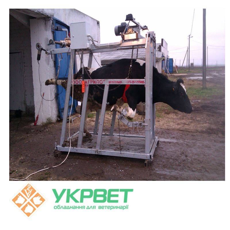 Станок для фиксации, обработки и обрезки копыт крс