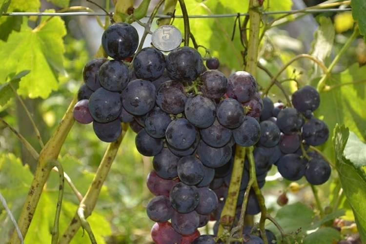 Виноград рошфор: описание сорта