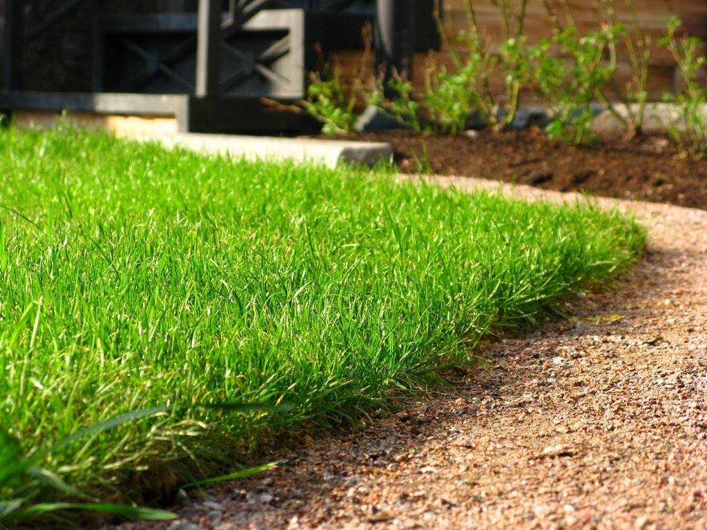 Самая неприхотливая газонная трава: газон, не требующий полива, для ленивых, простой для дачи, какой будет расти на плохой земле, отзывы