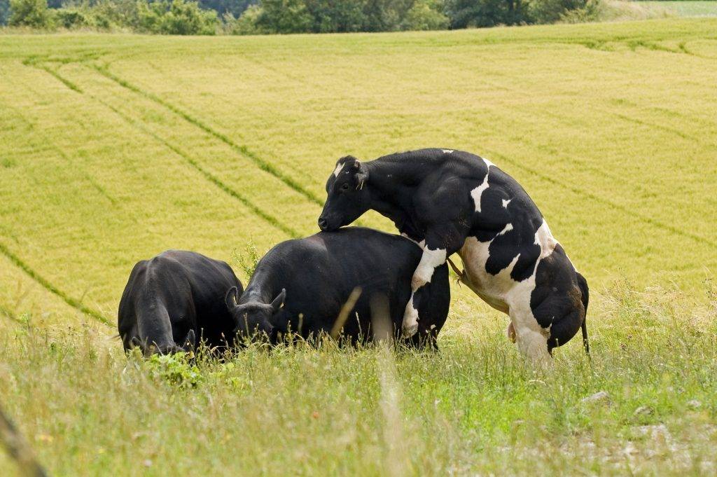 Спаривание коров — все тонкости процесса - фермеру