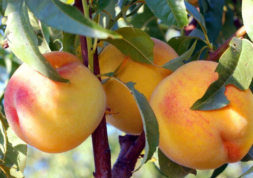 Посадка и уход за колоновидными персиками: как сажать, как правильно обрезать колоновидный персик