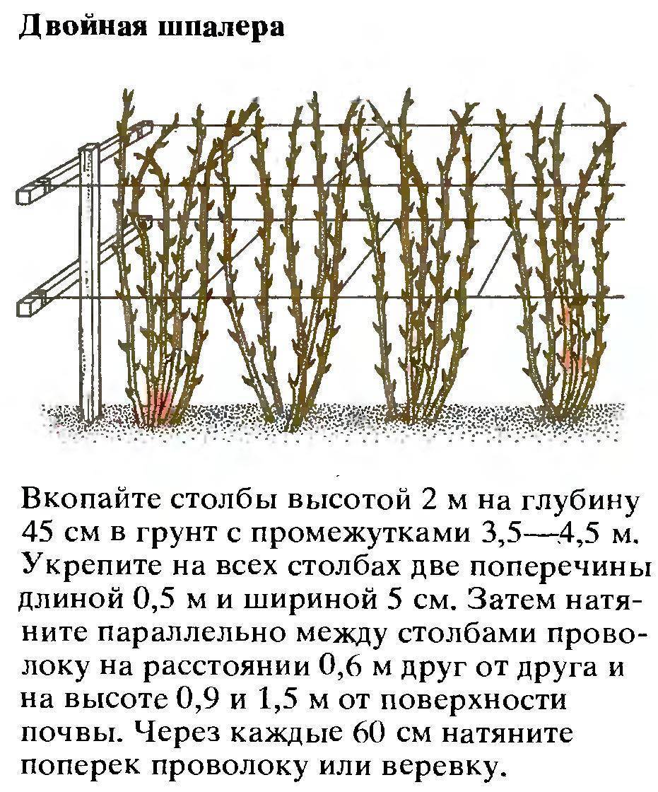 Схема посадки ежемалины