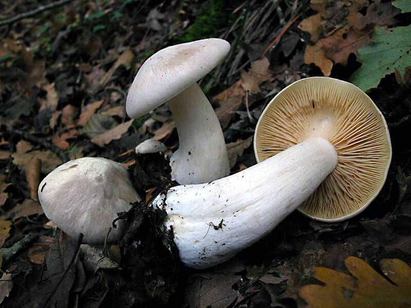 Энтолома ядовитая – опасный двойник съедобных грибов