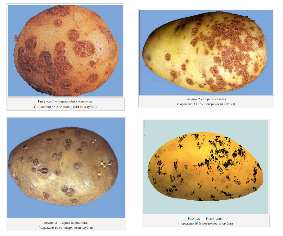 Парша картофеля: описание и лечение, эффективные меры борьбы с ризокнониозом, фото