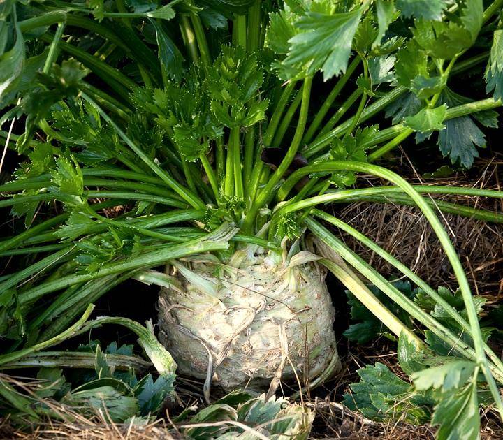 Выращивание корневого сельдерея из семян | во саду и в огороде