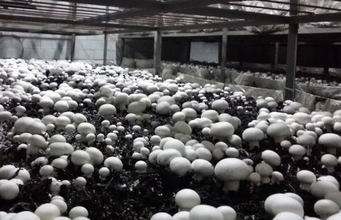 Теплица для разведения грибов: нюансы выращивания