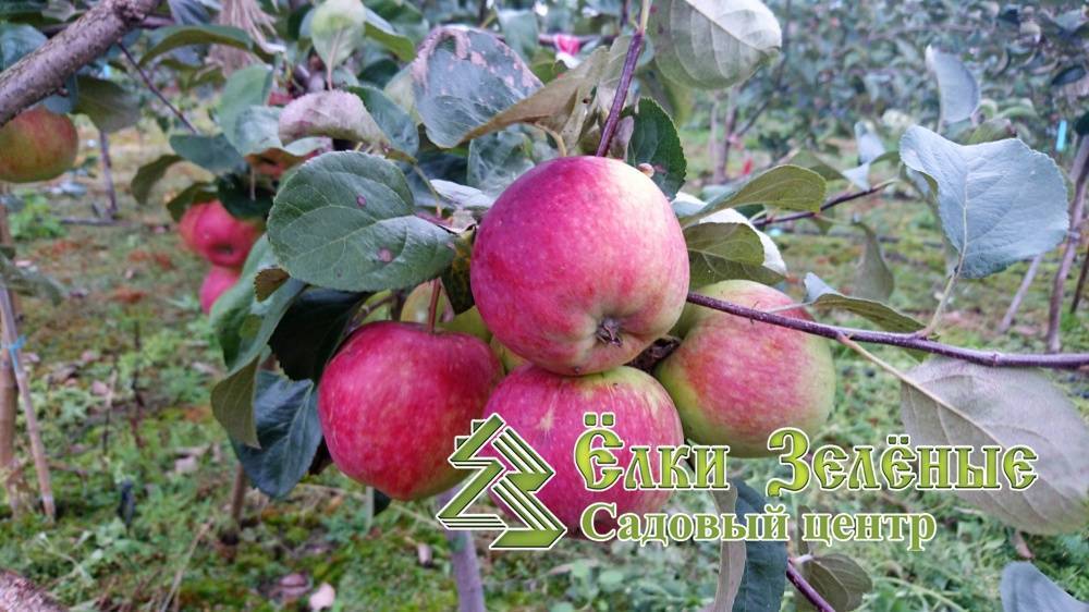 Башкирская красавица — описание сорта яблок и правила агротехники
