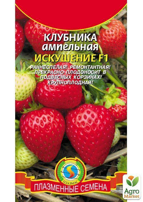 Клубника искушение: описание сорта, фото, отзывы, выращивание