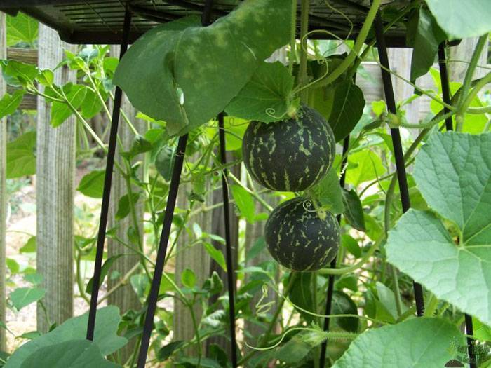 Выращивание арбузов в теплице: выбор сорта, посадка и уход