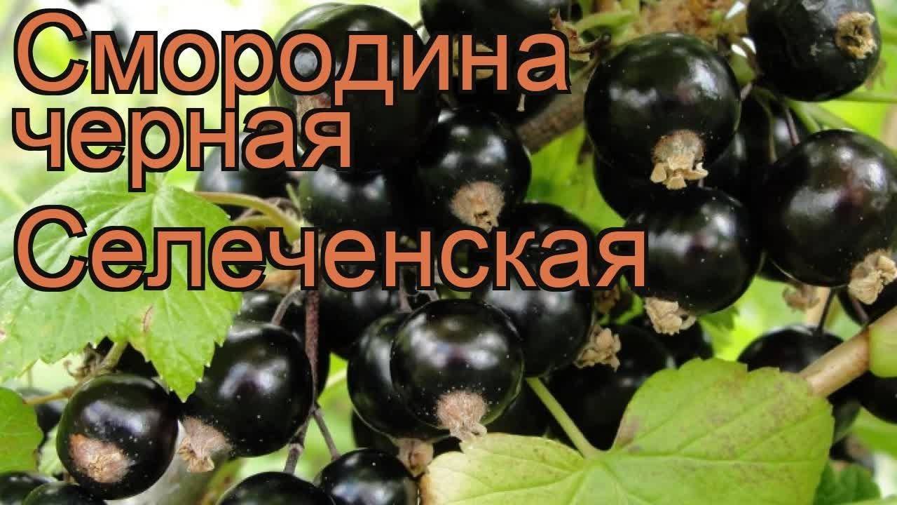 Смородина Селеченская 2