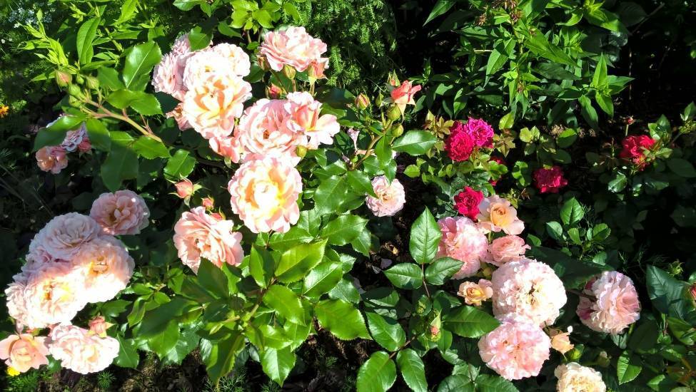 Роза мари кюри (marie curie): фото, отзывы, описание, характеристики.