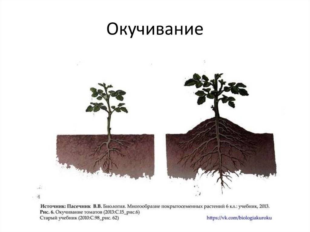 Как называется агротехнический прием изображенный на рисунке 1 и 2