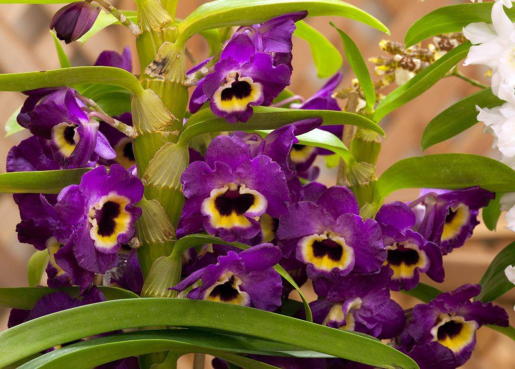 Орхидея дендробиум нобиле: описание, уход и размножение в домашних условиях, видео от специалистов, когда dendrobium nobile отцвела, что делать дальше