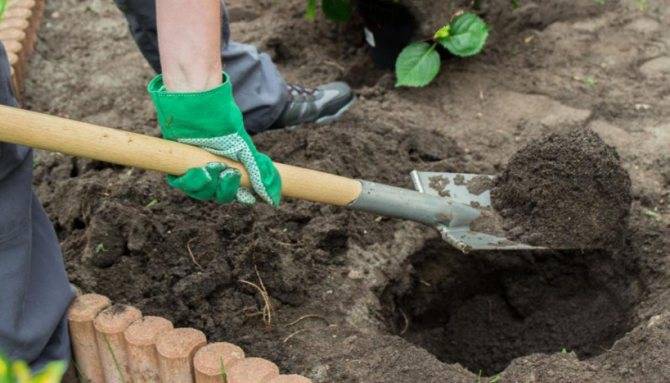 Почва для гортензии — как закислить почву для гортензии