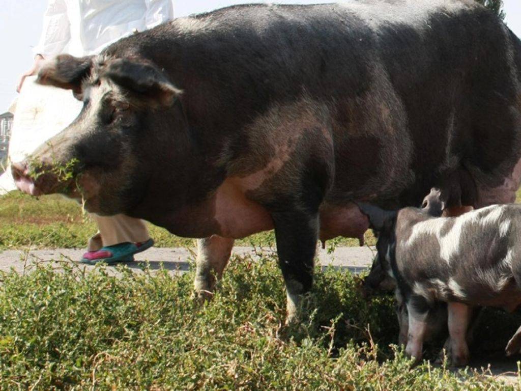 Миргородская порода свиней: характеристика, плюсы и минусы, содержание