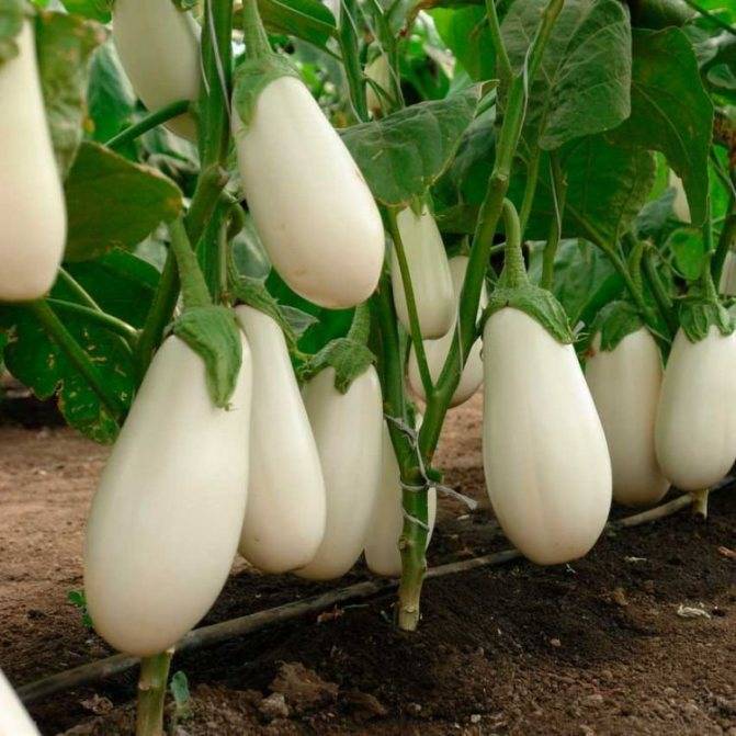 Удивительный овощ – белый баклажан. описание популярных сортов, особенности выращивания