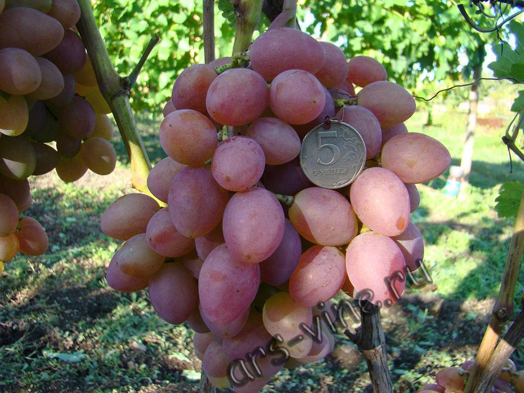 Виноград тайфи розовый: описание сорта, фото, отзывы