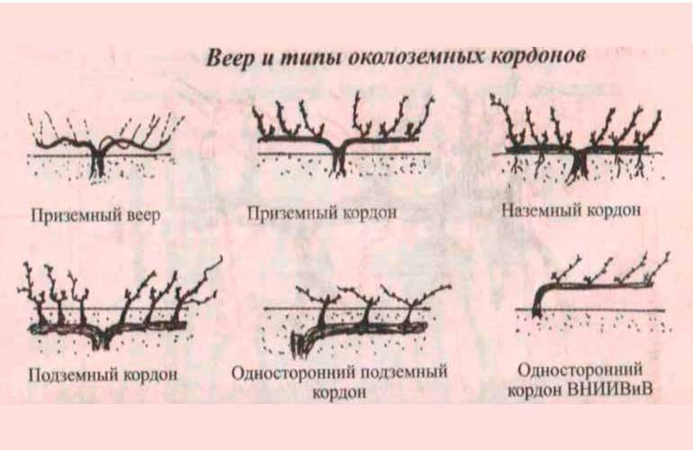 Обрезка винограда осенью для начинающих в картинках пошагово 1 год фото пошагово