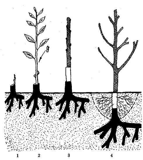 Размножение груши черенками: как вырастить дерево из ветки