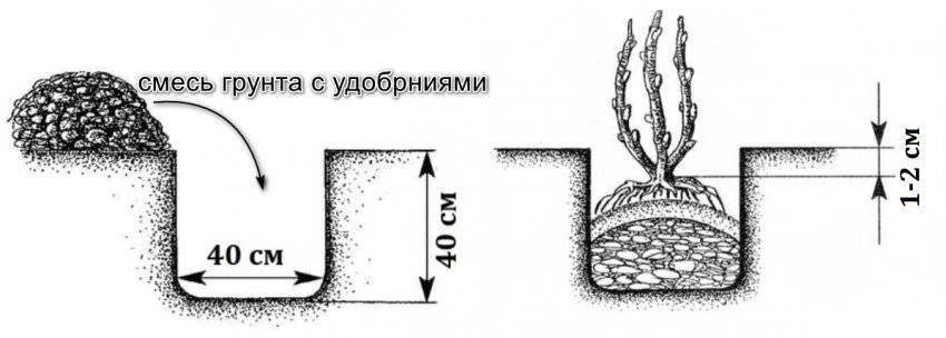 Как сажать ежевику схема