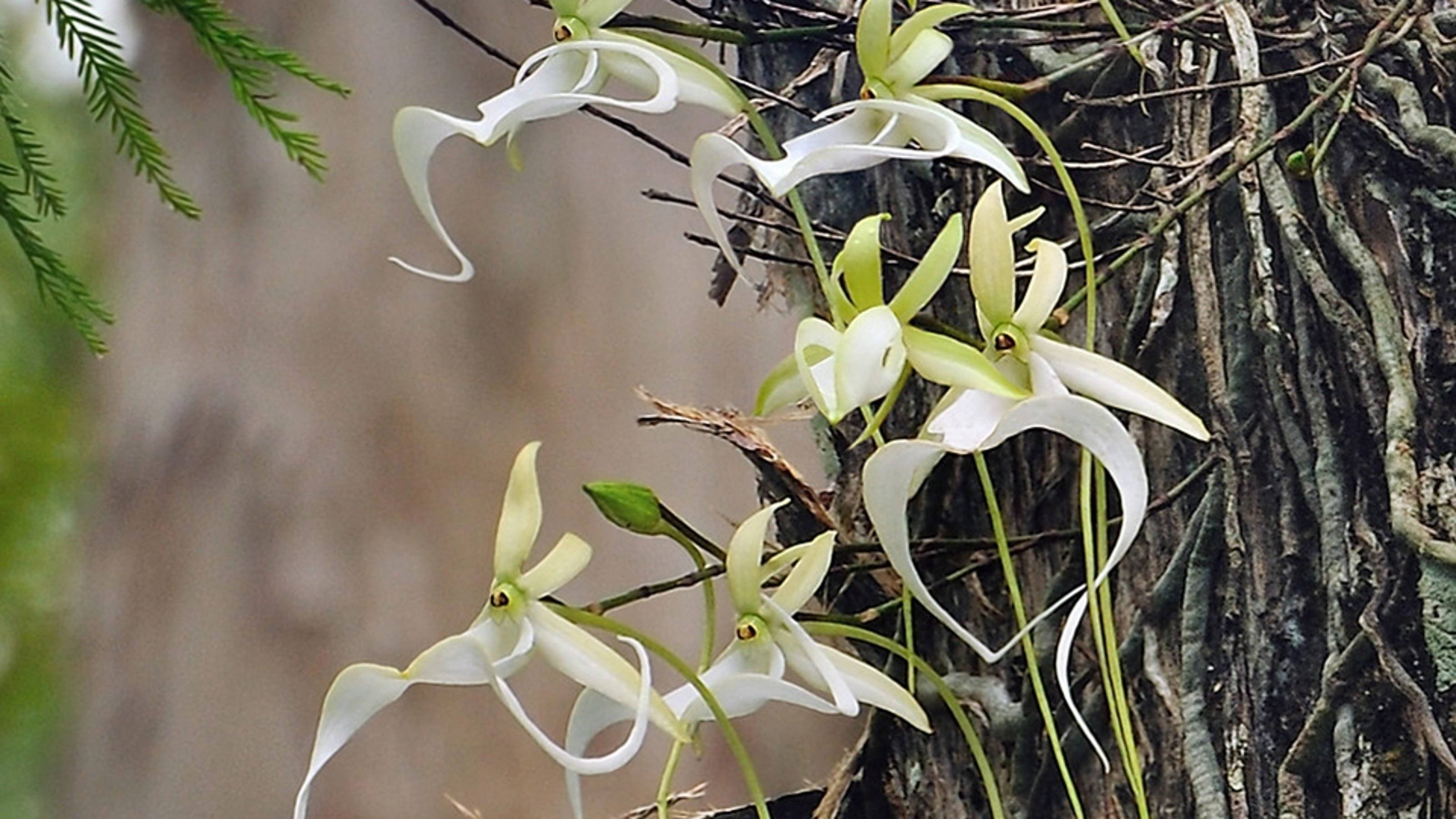 Орхидея – капризное растение, с которым непросто справиться. как выращивать орхидеи в домашних условиях?
