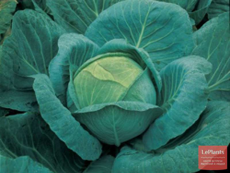 Капуста крауткайзер: описание гибрида, характеристики, инструкция по выращиванию из семян, фото урожая