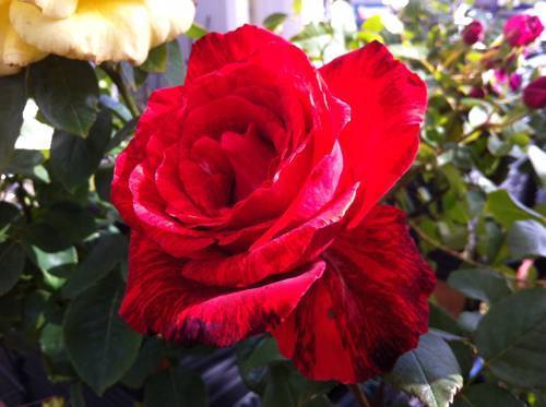 Роза ред интуишн: описание, уход и особенности сорта