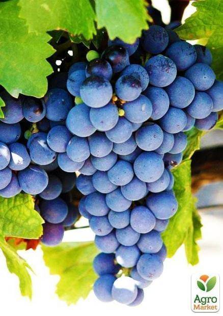 Виноград - декабрьский: особенности сорта и специфика выращивания с фото и отзывами