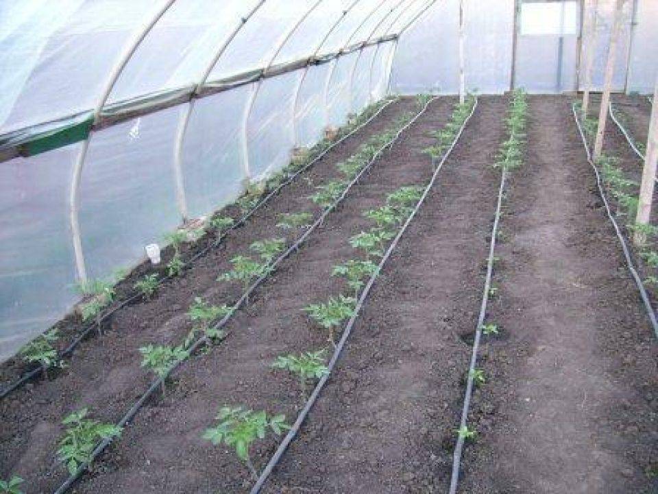 Как и когда высаживать рассаду помидоров в теплицу и открытый грунт