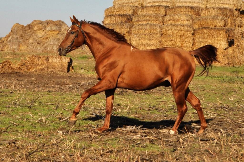 Донская лошадь: экстерьер, характер, содержание и разведение породы