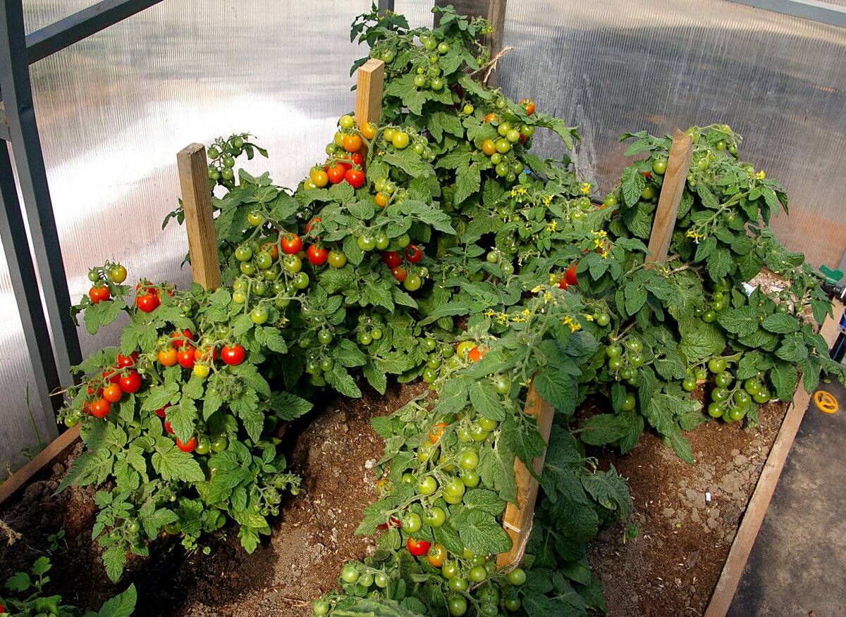 Самый продуктивный и компактный томат — каменный цветок: характеристика и описание сорта