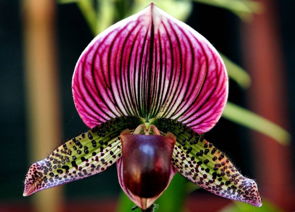 Самые редкие и необычные орхидеи: названия, виды, фото