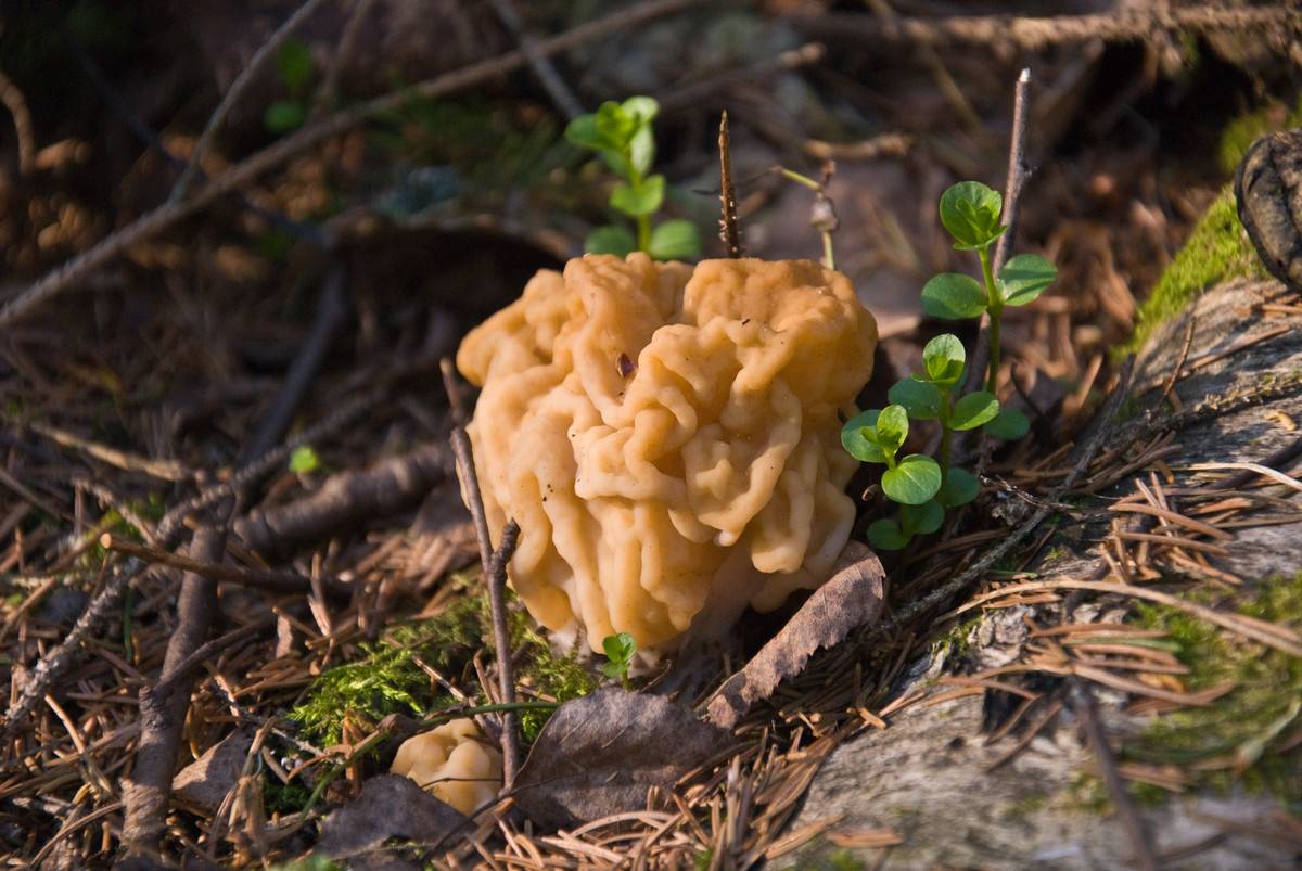 Весенние грибы съедобные с фото