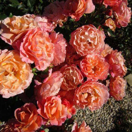Роза marie curie (мари кюри): фото и описание, отзывы