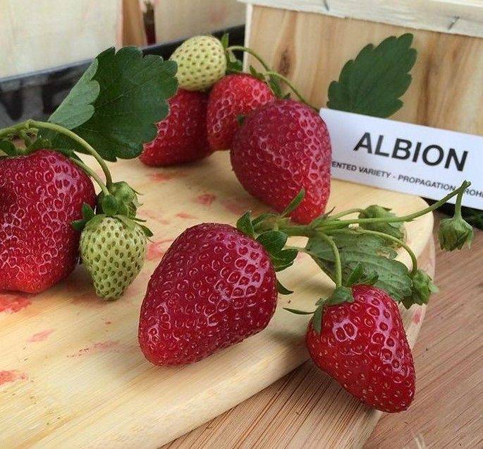 Клубника альбион - описание сорта, правила ухода и методы выращивания