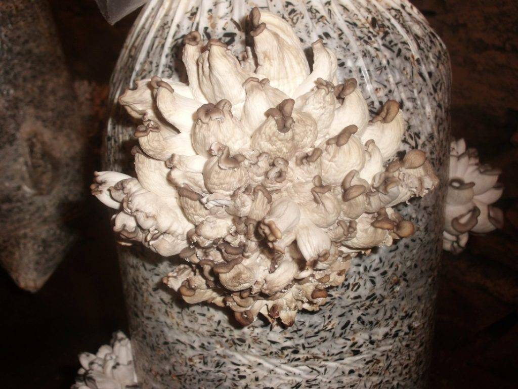 Выращивание грибов в домашних условиях — инструкция для новичков: описание на примере вешенок, шампиньонов, мицелия. тонкости данного бизнеса (фото & видео) +отзывы
