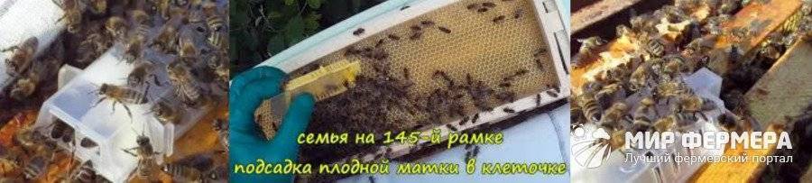 Жизнь нашей пасеки или практическое пчеловодство: о подсадке маток другой породы.