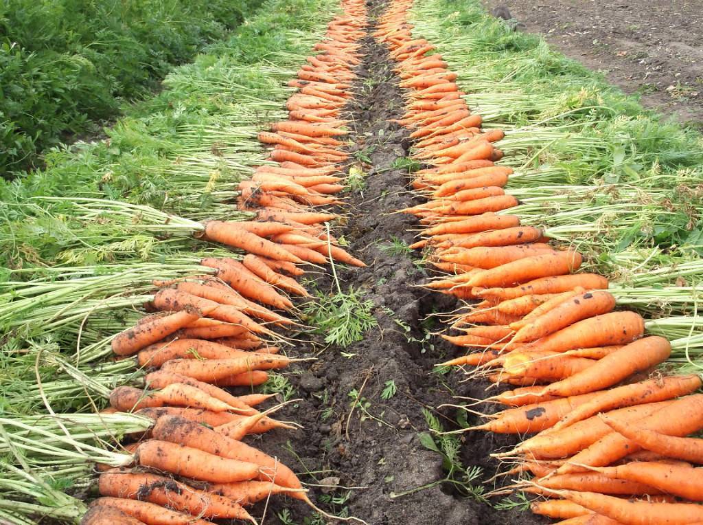 Когда посеять морковь в открытый грунт: сроки и рекомендации по посадке